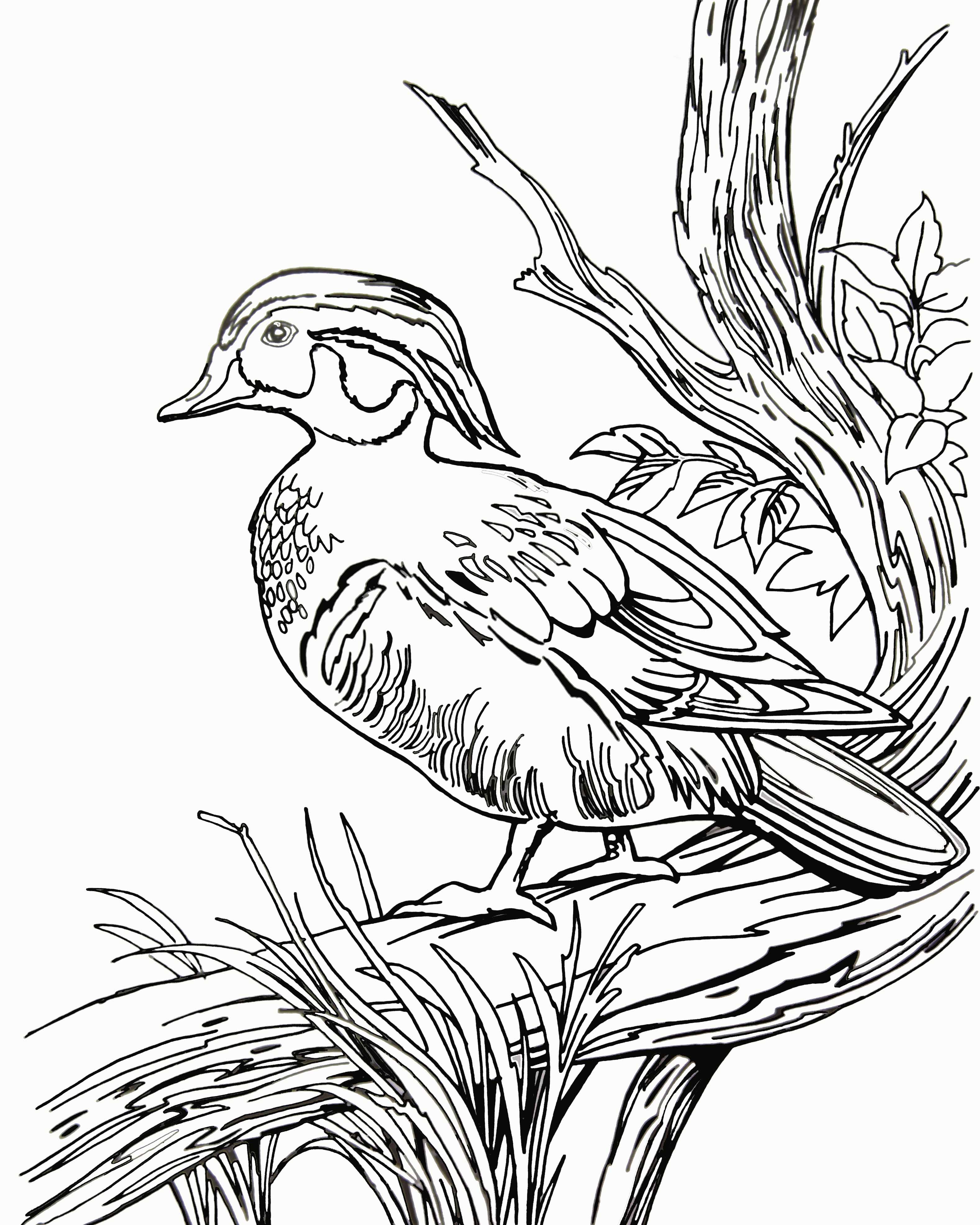 » wild over wood ducks