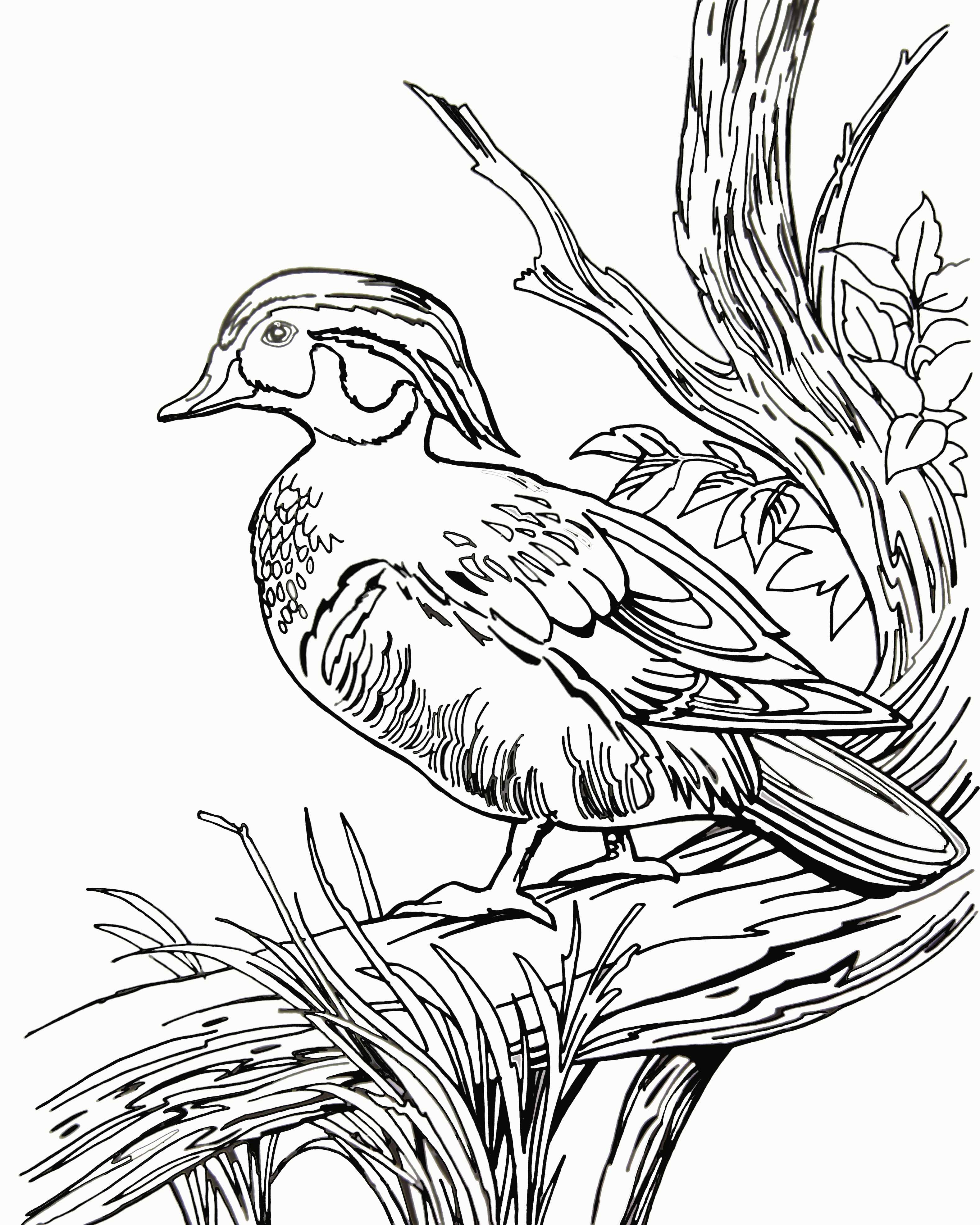 mallard hen and drake coloring pages - photo #42